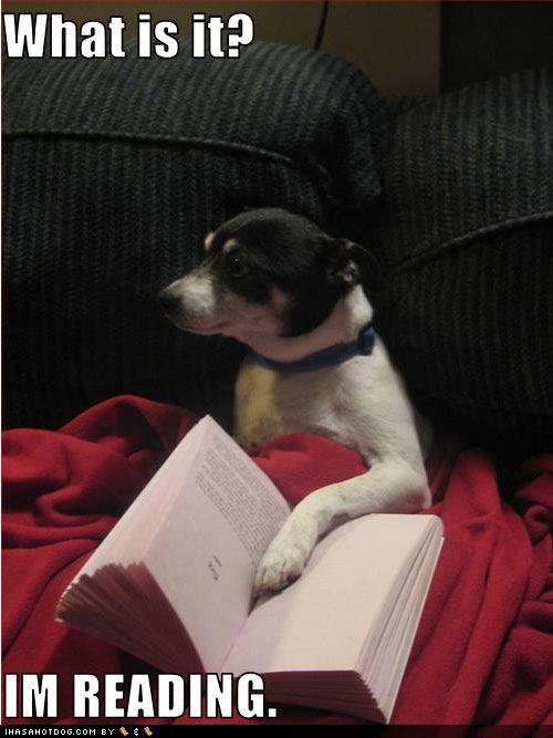 funny-dog-pictures-im-reading